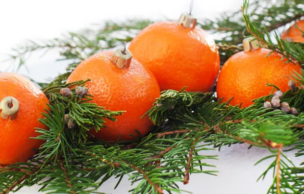 Картинка праздник, новый год, цитрус, мандарин, ветки ели