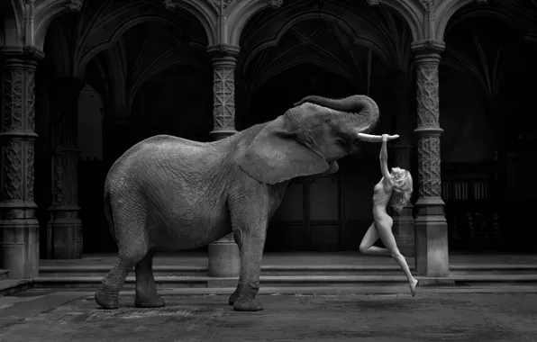Black&white, girl, monochrome, nude, elefant, Marc Lagrange