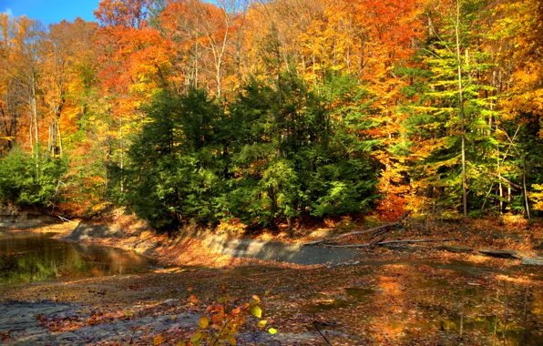Картинка дорога, осень, лес, природа, фото