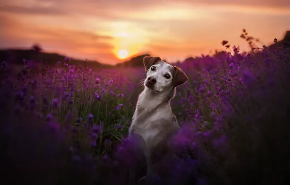 Картинка поле, взгляд, закат, цветы, собака, лаванда