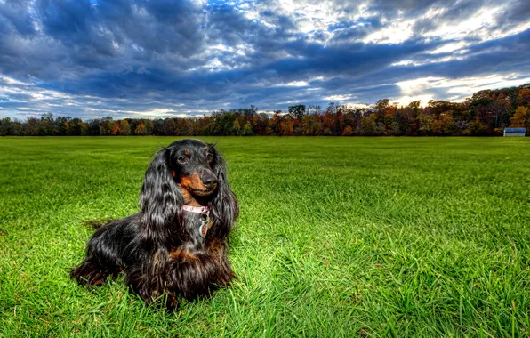 Картинка поле, собака, Dachshunds