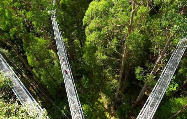 Деревья, тропа, Австралия, Фергюсон, Otway Fly Treetop