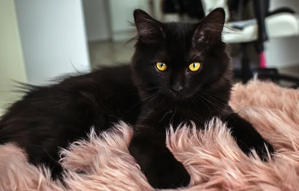 Кошка, кот, взгляд, поза, котенок, черный, лежит, мех