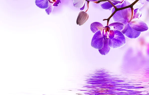 Картинка вода, цветы, цветение, орхидея, water, flowers, beautiful, orchid