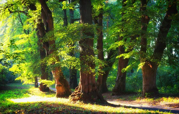 Лес, лето, деревья, природа, солнечный день, природа nature, природа green style, пейзаж nature