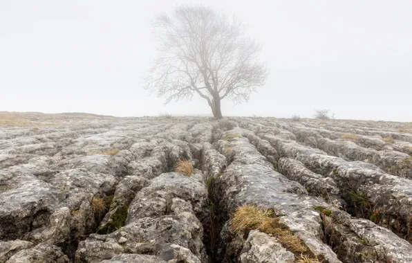 Туман, камни, дерево, земля