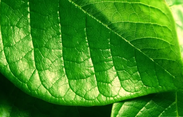 Картинка зелень, макро, фото, фон, обои, растение, листик