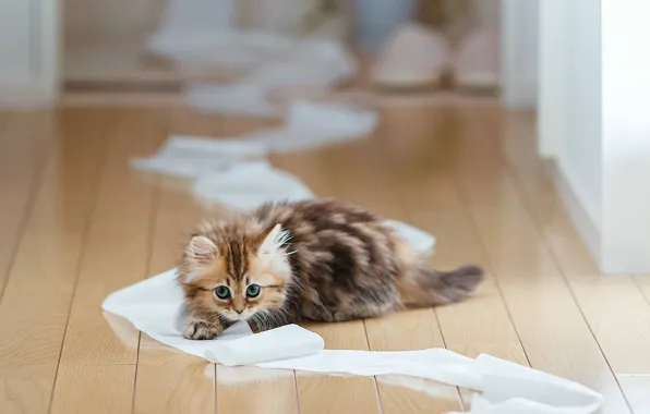 Картинка кошка, бумага, котенок, доски, пол, Daisy, Ben Torode, туалетная