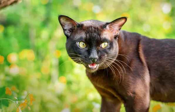 Кошка, кот, взгляд, поза, фон, пасть, коричневая, зеленые глаза