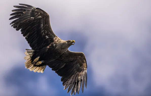 Птица, Белоплечий орлан, Sea Eagle