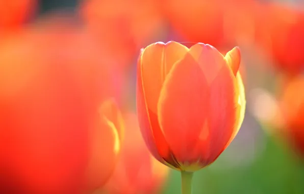 Цветок, макро, оранжевый, тюльпан