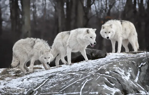 Картинка природа, хищник, семья, волки, зима.снег