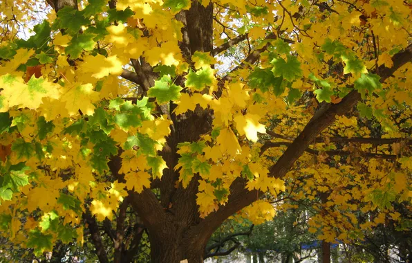Картинка осень, листья, деревья, жёлтый, листва.