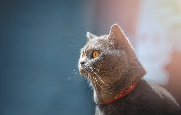 Кошка, кот, взгляд, морда, серый, фон, голубой, портрет