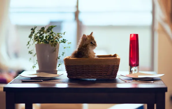 Картинка кошка, цветок, котенок, стол, корзина, тарелки, Daisy, Ben Torode