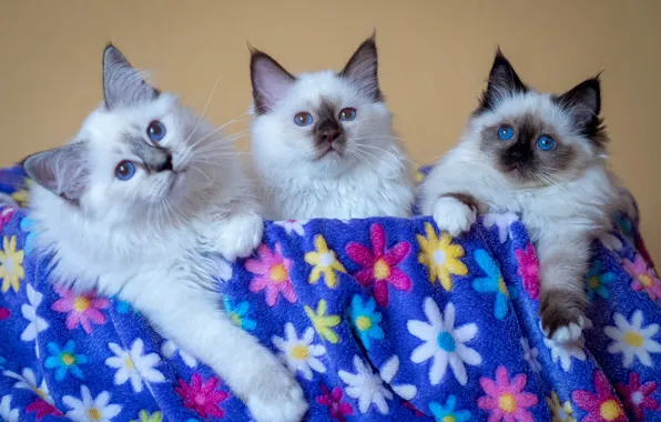 Взгляд, кошки, котята, плед, голубые глаза, цветочки, трио, три котенка