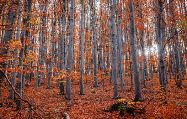 Осень, лес, свет, деревья, ветки, природа, стволы, листва