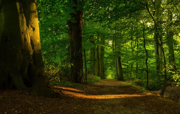 Картинка лес, солнце, свет, деревья, листва, тропинка
