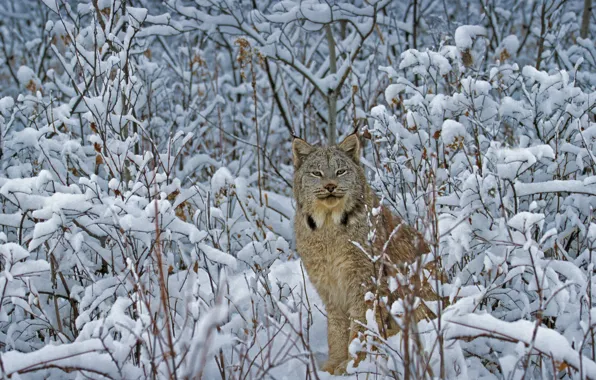 Зима, кошка, Монтана, США, канадская рысь