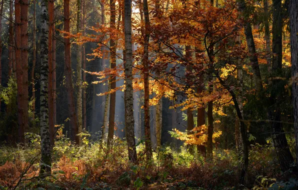 Картинка осень, лес, деревья, пейзаж, природа, поросль, Radoslaw Dranikowski