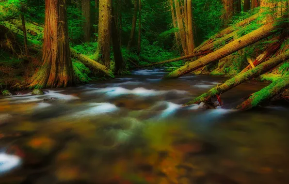 Деревья, река, hdr, США, штат Вашингтон, Скамейния