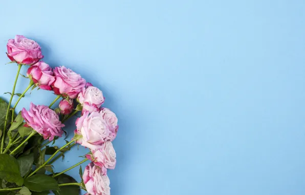 Цветы, розы, розовые, wood, pink, flowers, beautiful, roses