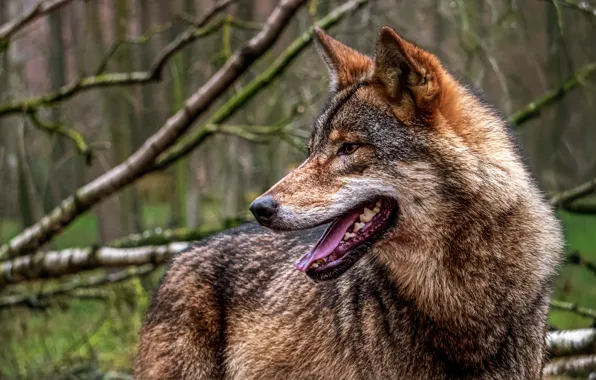 Картинка predator, animal, wolf