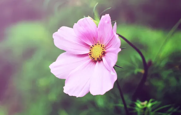 Картинка цветок, розовый, лепестки