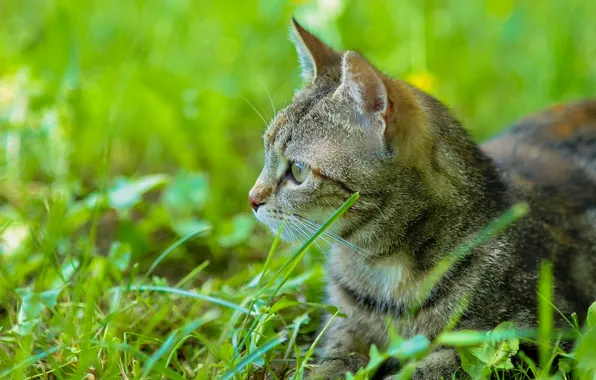 Картинка кошка, лето, трава, глаза, кот, усы