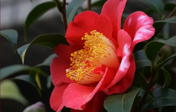 Картинка red, красная, камелия, Camellia