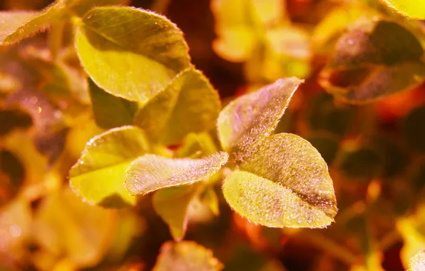 Autumn, leaf, plant, fall