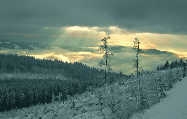 Картинка лес, лучи, снег