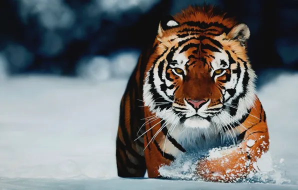 Картинка зима, взгляд, тигр