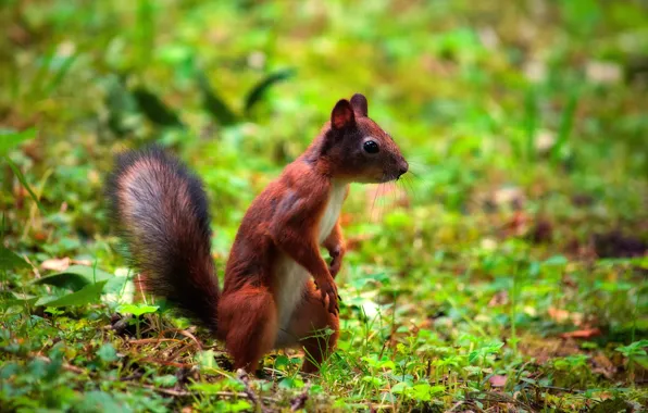Картинка природа, животное, белка