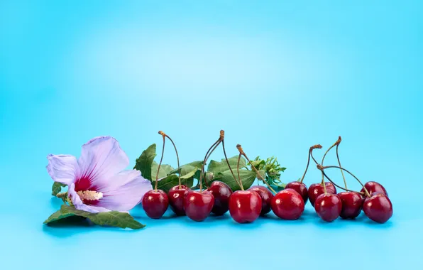 Цветок, листья, вишня, ягоды, черешня, голубой фон
