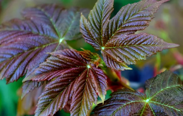 Autumn, leaf, plant