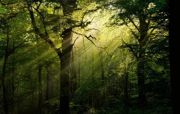 Лес, деревья, солнечный свет
