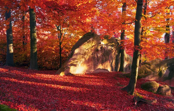 Картинка осень, лес, листья, деревья, камни, краски, солнечно
