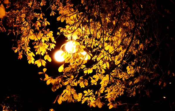 Картинка осень, листья, свет, ночь, обои, фонарь, каштан