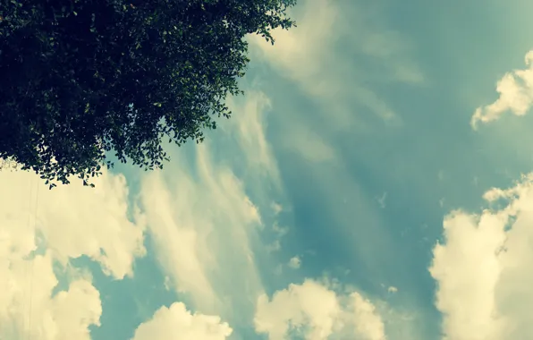 Картинка небо, облака, свет, дерево