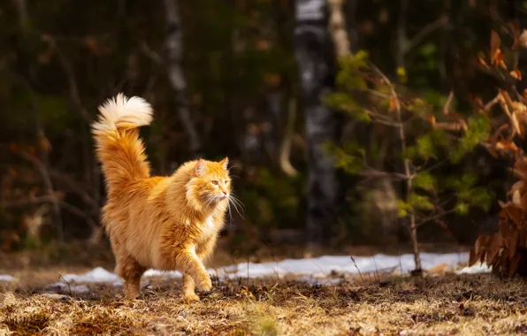 На природе, рыжий кот, гуляет сам по себе