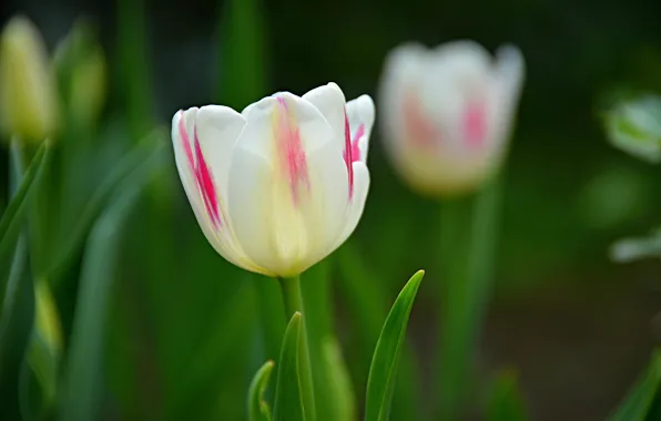 Картинка Весна, Тюльпан, Spring, White tulip