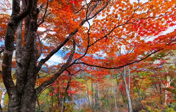 Картинка лес, небо, природа, туман, река, красота, Осень, речка