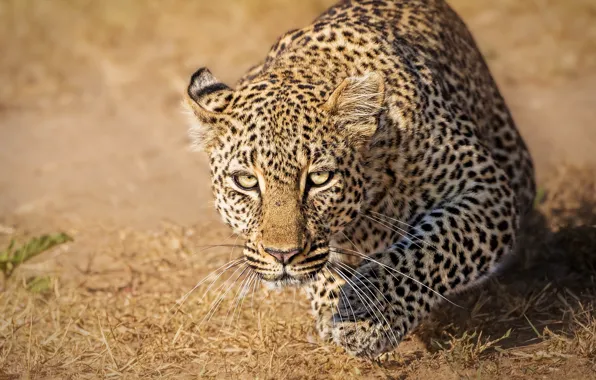 Картинка взгляд, леопард, дикая кошка, Кения, Kenya, Masai Mara, Масаи-Мара