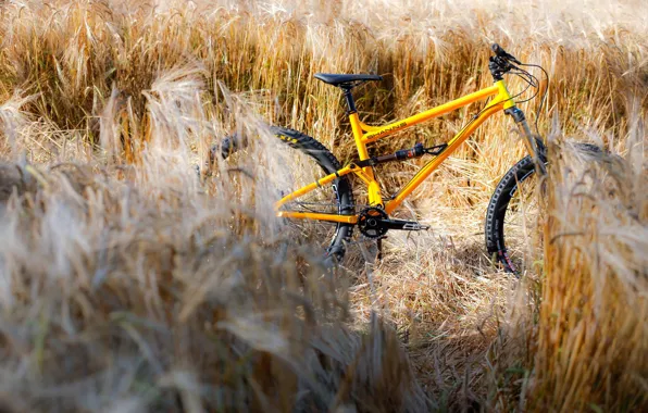 Поле, спорт, горный велосипед, mountain bike