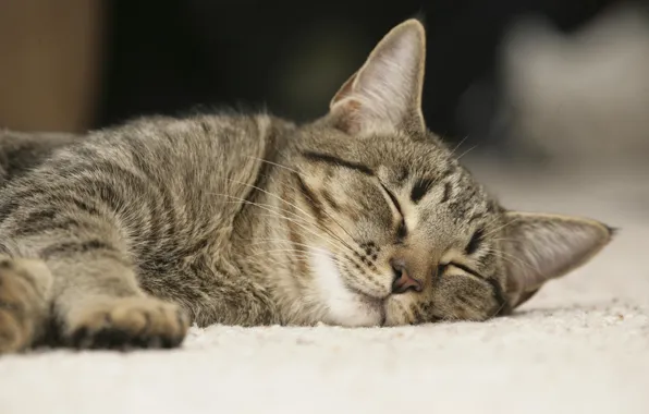 Картинка кошка, отдых, сон