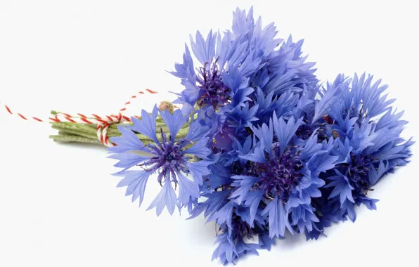 Цветок, синий, голубой, букет, белый фон, василек, васильки, bluet