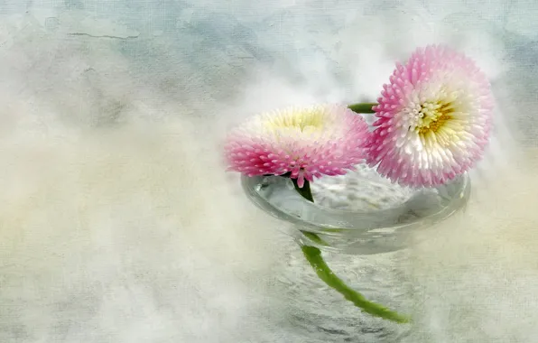 Картинка стекло, вода, цветы, ваза, бело-розовые