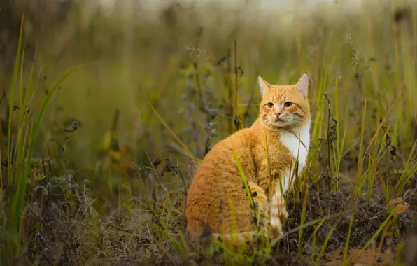 Кошка, взгляд, фон