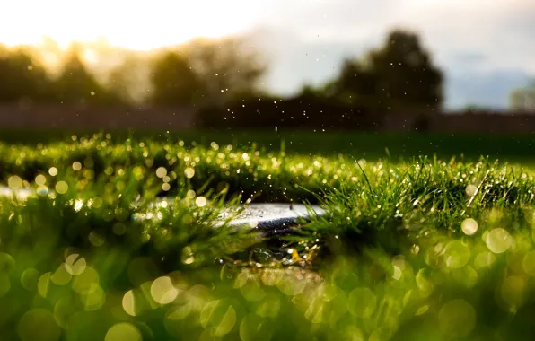 Light, Grass, Green, Sun, Morning, Drops